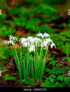 Un gruppo di gocce di neve, (Galanthus nivalis), che cresce selvaggio in un bosco a Lytham, Lancashire, regno unito Foto Stock