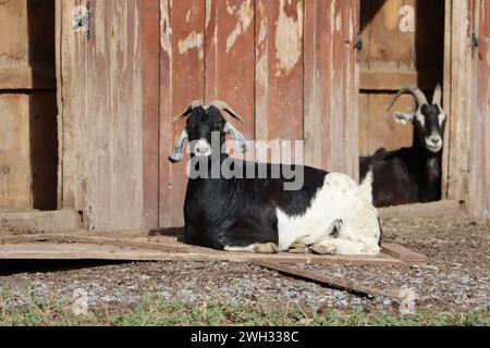 Capre bianche e nere sedute di fronte a un fienile Foto Stock