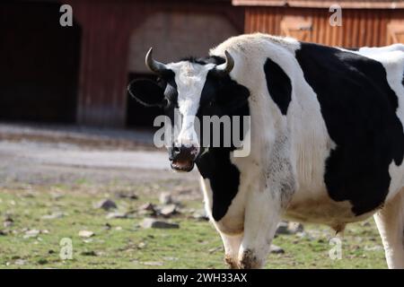 Primo piano di una mucca bianca e nera Foto Stock