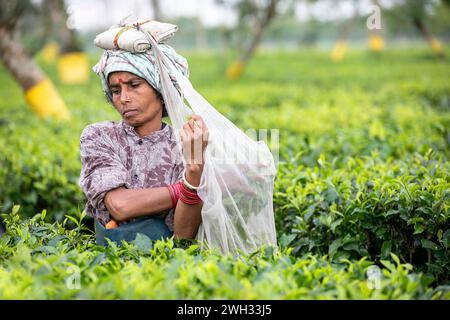 Donna indiana che raccoglie le foglie di tè e le mette in una borsa piena di foglie di tè che porta sulla testa in una piantagione di tè vicino a Dibrugarh, Assam, India Foto Stock
