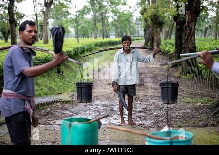 Gente del posto, uomini, che trasportano il tè in enormi vasi alle donne che lavorano nelle tenute del tè, nei giardini del tè vicino a Dibrugarh in Assam, raccogliendo foglie di tè, in India Foto Stock