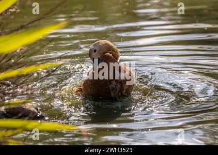 Il Ruddy Shelduck, Tadorna ferruginea, avvistato nella Valle Paro del Bhutan, è un uccello d'acqua di medie dimensioni con un caratteristico piumaggio color ruggine e un bri Foto Stock