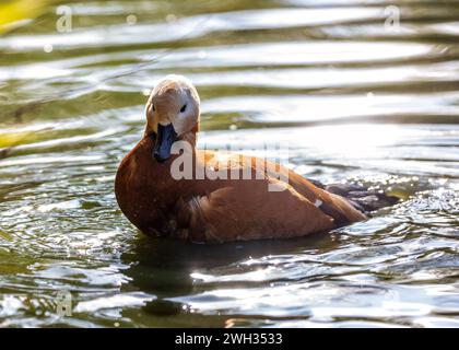 Il Ruddy Shelduck, Tadorna ferruginea, avvistato nella Valle Paro del Bhutan, è un uccello d'acqua di medie dimensioni con un caratteristico piumaggio color ruggine e un bri Foto Stock