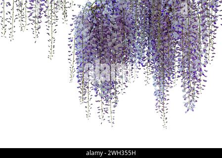 Ramo fiorito di glicine isolato su bianco con percorso di ritaglio incluso, cornice ideale per disegni grafici e biglietti d'auguri, spazio copia Foto Stock