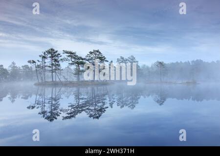 Palude con pini scozzesi nella nebbia mattutina riflessa nello stagno di Knuthöjdsmossen, riserva naturale vicino a Hällefors a Västmanland, Svezia Foto Stock