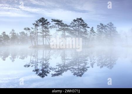 Palude con pini scozzesi nella nebbia mattutina riflessa nello stagno di Knuthöjdsmossen, riserva naturale vicino a Hällefors a Västmanland, Svezia Foto Stock