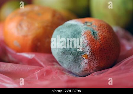 Frutta ammuffita. Mandarino di massa. Frutta che non è commestibile e che dovrebbe essere gettata via. Foto Stock