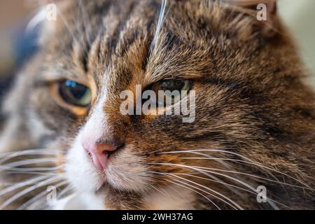 Faccia bianca marrone e nera di un gatto forestale norvegese Foto Stock