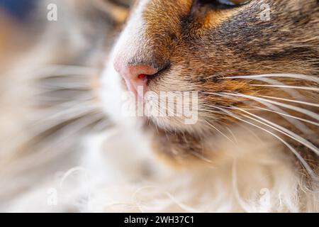 Faccia bianca marrone e nera di un gatto forestale norvegese Foto Stock