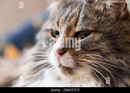 Faccia bianca marrone e nera di un gatto forestale norvegese Foto Stock
