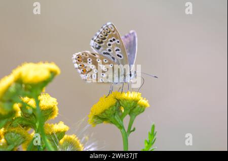 Il blu di cicciola - Lysandra coridon - succhia il nettare con i suoi probosci da una fioritura di Tansy - Tanacetum vulgare Foto Stock