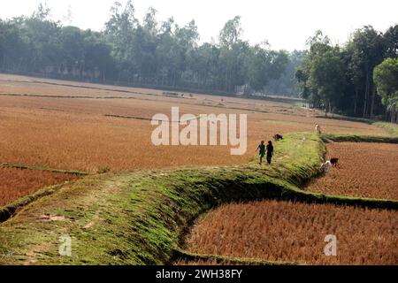 Una nuova stagione del raccolto nelle risaie nei villaggi rurali del Bangladesh. Foto Stock