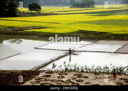 Risaie nei villaggi rurali del Bangladesh. Foto Stock