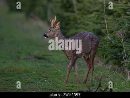 Un capriolo (Capreolus capreolus) con palchi, che mostra il suo naso nero in un raccolto di alberi di Natale in una fattoria di Suffolk . REGNO UNITO. Foto Stock