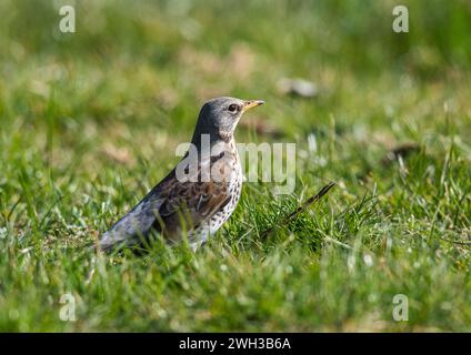 Un Fieldfare (Turdus pilaris) della famiglia Thrush . Una lista rossa dei visitatori invernali del Regno Unito che si occupano di foraggio nelle praterie agricole. Suffolk, Regno Unito Foto Stock