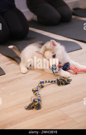 Boulogne Billancourt, Francia. 7 febbraio 2024. Lezione di yoga mentre giochi con i cuccioli le lezioni di Puppy Yoga Paris sono un'esperienza unica nel loro genere, che offre l'opportunità di socializzare i cuccioli in cerca di una famiglia mentre trovi il tuo zen. Lo yoga del cucciolo è considerato benefico per la salute mentale e fisica. Si tratta di un'esperienza unica e piacevole per gli amanti dei cuccioli e dello yoga a Boulogne Billancourt, Francia, il 7 febbraio 2024. @puppy yoga paris. Foto di Marie Hubert Psaila/ABACAPRESS.COM credito: Abaca Press/Alamy Live News Foto Stock