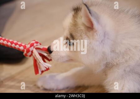 Boulogne Billancourt, Francia. 7 febbraio 2024. Lezione di yoga mentre giochi con i cuccioli le lezioni di Puppy Yoga Paris sono un'esperienza unica nel loro genere, che offre l'opportunità di socializzare i cuccioli in cerca di una famiglia mentre trovi il tuo zen. Lo yoga del cucciolo è considerato benefico per la salute mentale e fisica. Si tratta di un'esperienza unica e piacevole per gli amanti dei cuccioli e dello yoga a Boulogne Billancourt, Francia, il 7 febbraio 2024. @puppy yoga paris. Foto di Marie Hubert Psaila/ABACAPRESS.COM credito: Abaca Press/Alamy Live News Foto Stock