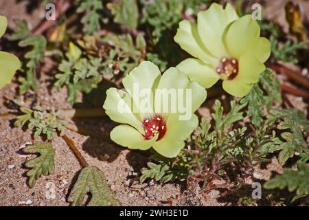 Devils thorn Tribulus zeyheri 11406 Foto Stock