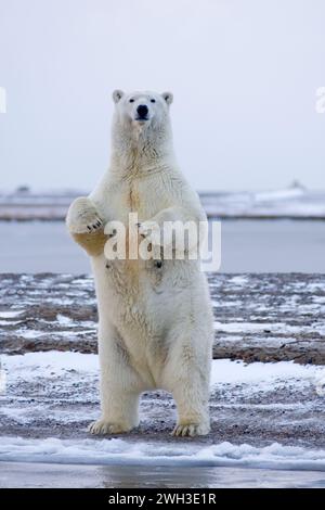 Orso polare, Ursus maritimus, donna adulta si erge per dare un'occhiata migliore a ciò che si sta avvicinando, lungo un'isola barriera sulla costa artica, Alaska Foto Stock