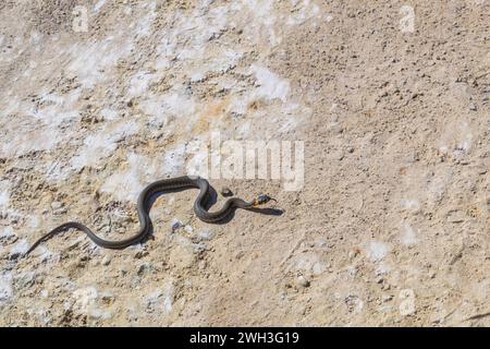 Serpente d'erba (Natrix natrix) che scorre lungo il suolo sabbioso della Lituania Foto Stock