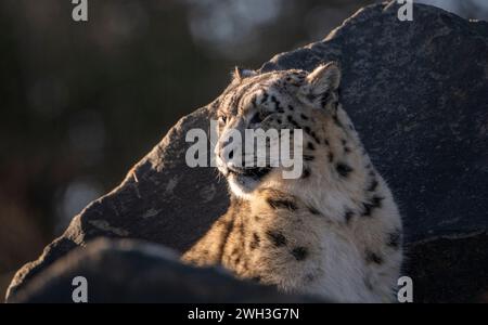 Northumberland Zoo , Northumberland, INGHILTERRA, Regno Unito A Leopardi delle nevi nella foto dello Zoo di Northumberland. Immagini Phil Wilkinson Foto Stock