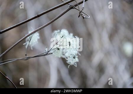 Clematis Tangutica fiore nella foresta di Albacete, Spagna Foto Stock