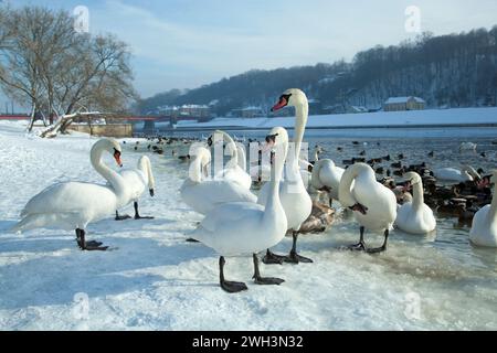 La vista ravvicinata di numerosi cigni e anatre su una riva innevata del fiume Neman nel parco della città vecchia di Kaunas (Lituania). Foto Stock