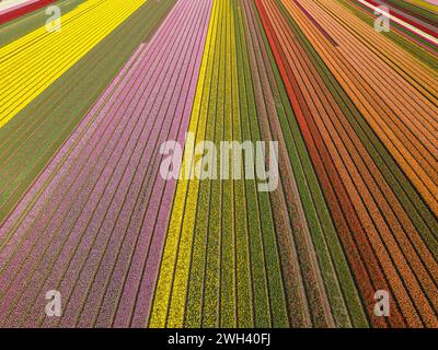 Vista droni campi di tulipani olandesi multicolore in fiore Foto Stock