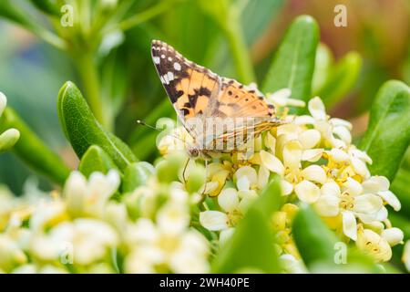 La farfalla con colletto arancione Cynthia cardui succhia il nettare da un fiore bianco. Foto Stock