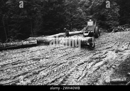 Contea di Vrancea, Romania, circa 1995. Taglio di alberi in montagna. Foto Stock