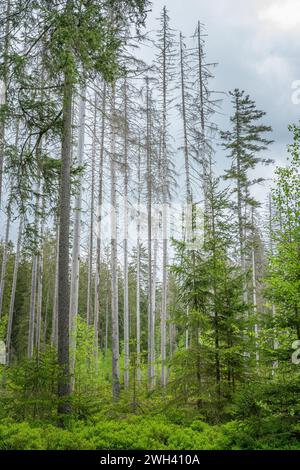 Il tipografo IPS attacca alcuni abeti rossi nel sud della Germania nel Parco nazionale della foresta bavarese. Foto Stock