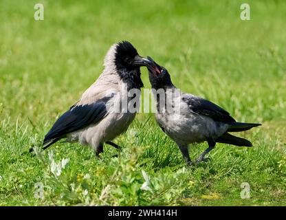 Due corvi incappucciati (Corvus cornix) - il giovane uccello più anziano richiede cibo all'uccello adulto su un prato Foto Stock