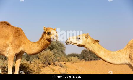 Due dromedari di cammelli (Camelus dromedarius) in una fattoria nel deserto ad al Digdaga, con alberi ghaf e dune di sabbia sullo sfondo, Emirati Arabi Uniti. Foto Stock