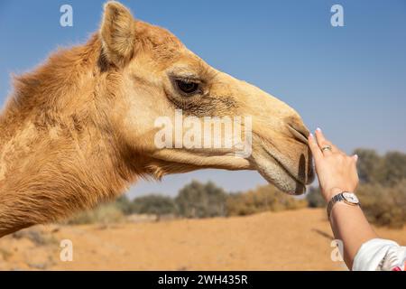 La mano della donna coccola la museruola di cammello dromedario (Camelus dromedarius) nel deserto, Digdaga Farm, Emirati Arabi Uniti. Foto Stock