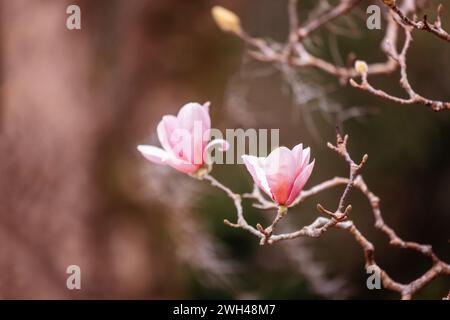 Due morbide e delicate camelie rosa sbocciano in Florida nel tardo inverno con spazio fotocopie Foto Stock