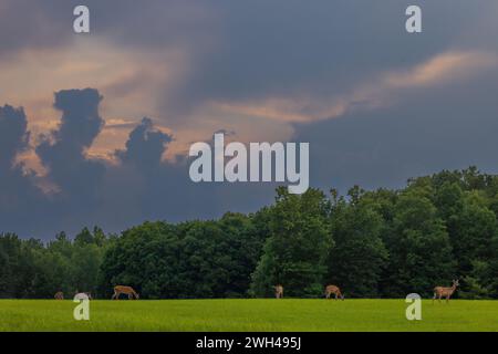 Cervi dalla coda bianca che pascolano in un campo di fieno dopo una tempesta estiva nel Wisconsin settentrionale. Foto Stock