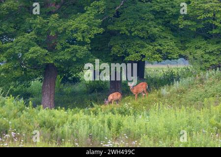 Doe e giovane pascolano in una serata estiva nel Wisconsin settentrionale. Foto Stock