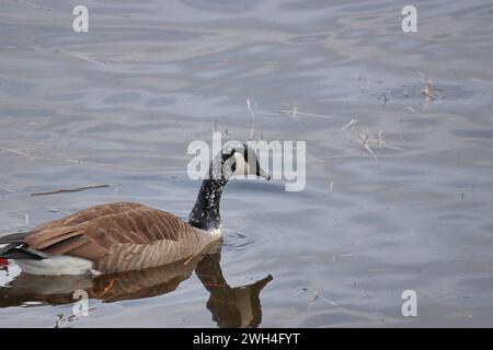 Leucistic Canada Goose (il leucismo è quando è più giusto, con piume bianche che sono di solito più scure / nere, ma non un ibrido o albino) Foto Stock