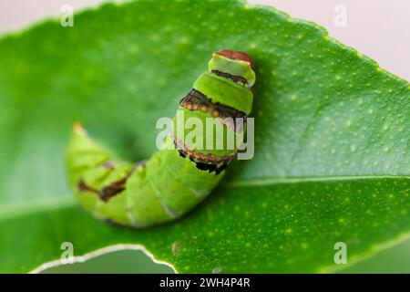 macro caterpillar, coda di rondine verde, che cammina su una diramazione Foto Stock