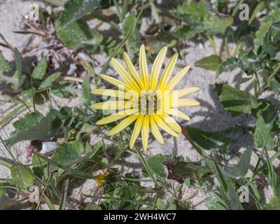 Arctotheca calendula vista dall'alto alla luce del sole Foto Stock