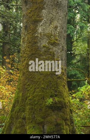 Abete di Klootchy, il più grande abete Sitka del mondo (Picea sitchensis) (crollato nel 2007), Klootchy Creek County Park, Oregon Foto Stock