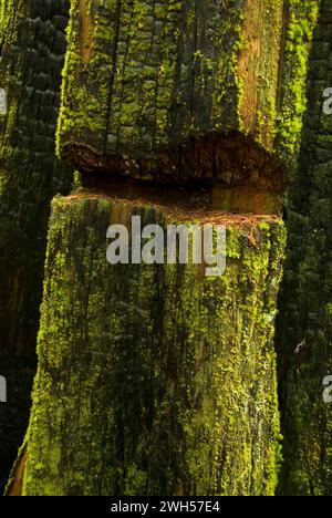 Tacca di registrazione in cedar moncone su Gales Creek Trail, Tillamook la foresta di stato, Oregon Foto Stock