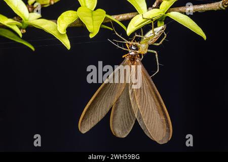 Lince Spider a righe del genere Oxyopes con preda, Yellow Lynx Spider, macro fotografia insetti, messa a fuoco selettiva. Foto Stock