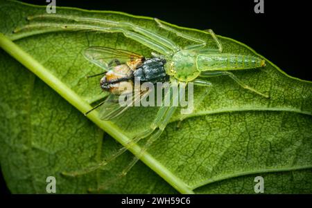 Il ragno di granchio verde (Oxytate virens) mangia prede volanti su foglie verdi, macro-fotografia insetti, messa a fuoco selettiva. Foto Stock