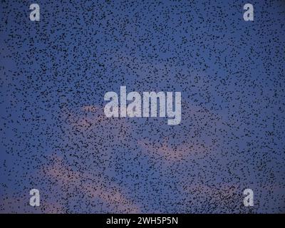Starling si radunano su Sassari, Sardegna, Italia Foto Stock