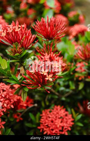 L'Ixora chinensis, altrimenti nota come Soka cinese, è una pianta ornamentale tropicale originaria della Cina meridionale e del sud-est asiatico. L'impianto ha molti averi Foto Stock