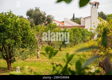 Aranci nell'arancio con frutta raccolta Foto Stock