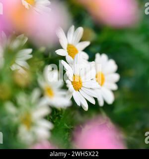 Primo piano dei fiori a margherita con profondità di campo ridotta, foto della natura in formato quadrato con colori verde, bianco e rosa Foto Stock