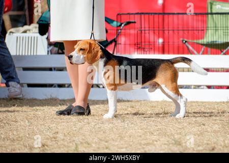Un cane beagle sta in una tribuna accanto a una donna Foto Stock