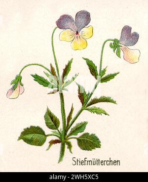 Wild Pansy Viola tricolor, (libro di botanica, 1908), Wildes Stiefmütterchen Foto Stock